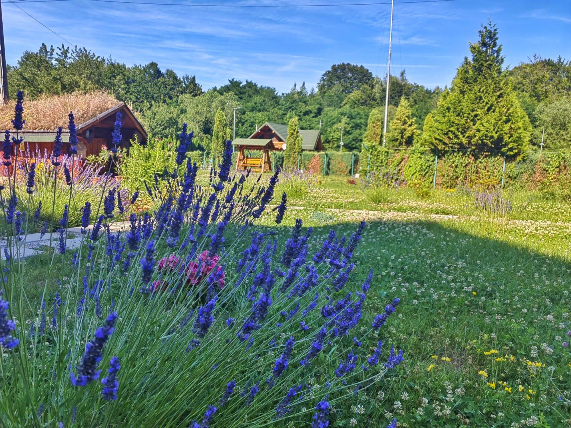 Pensiunea Pastravaria Vistisoara Exterior foto